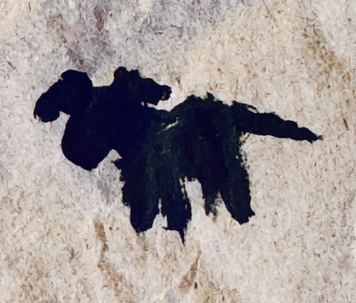 The Lame Dog book cover